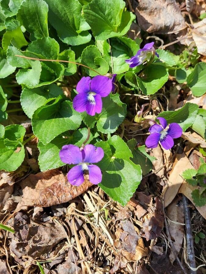 Amerikanisches Veilchen mit blauen Bluten in Waldumgebung