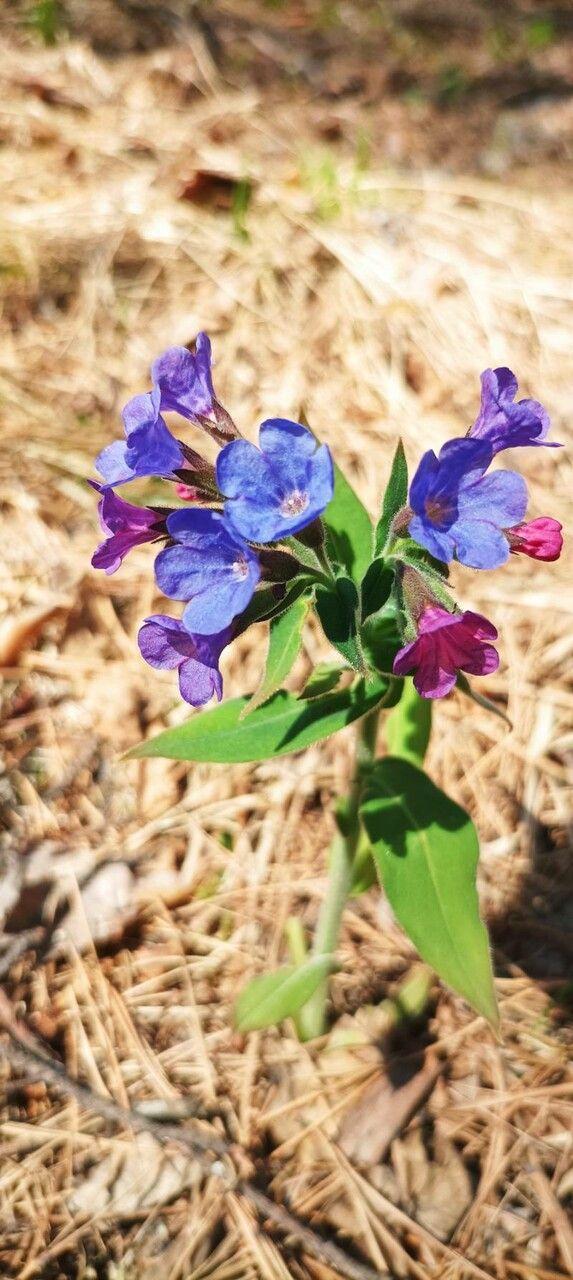 Schmalblättriges Lungenkraut in voller Blüte unter Laubbäumen im zeitigen Frühjahr