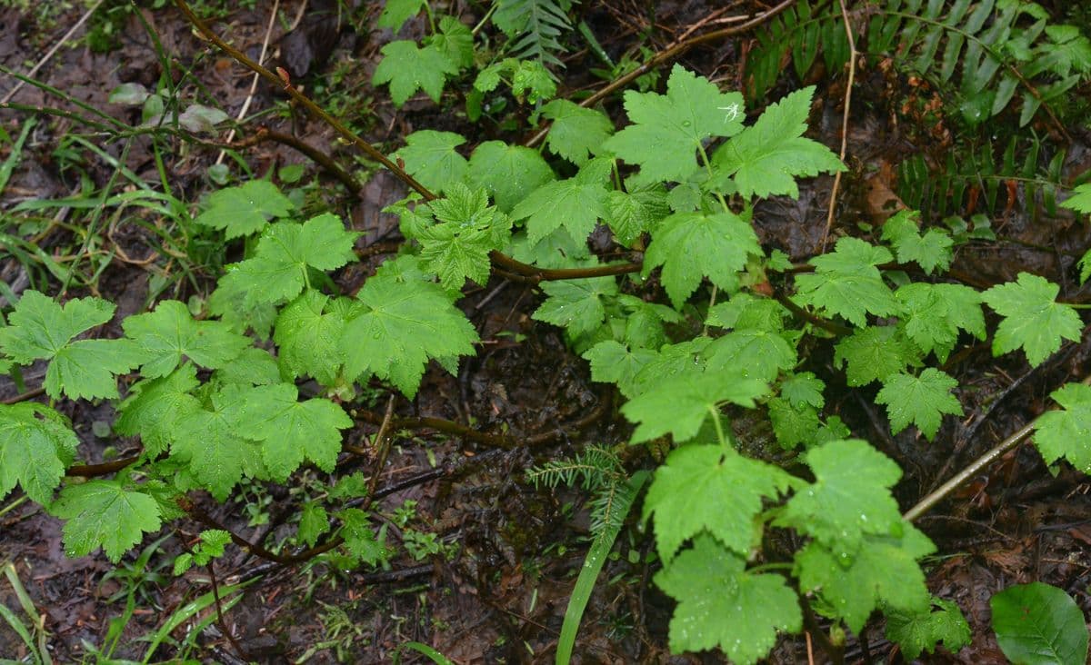 Ribes laxiflorum met zwarte bessen en bladeren