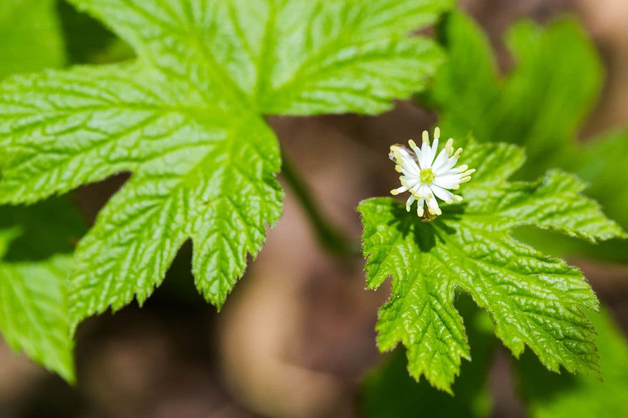 Hydrastis canadensis goudenzegel plant met gele bloem