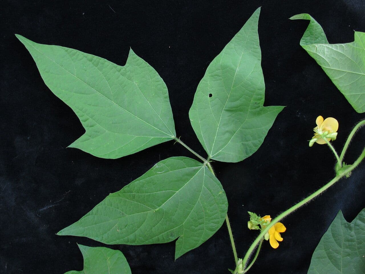 Vigna umbellata klimplant met gele bloemen en peulen vol met eetbare bonen