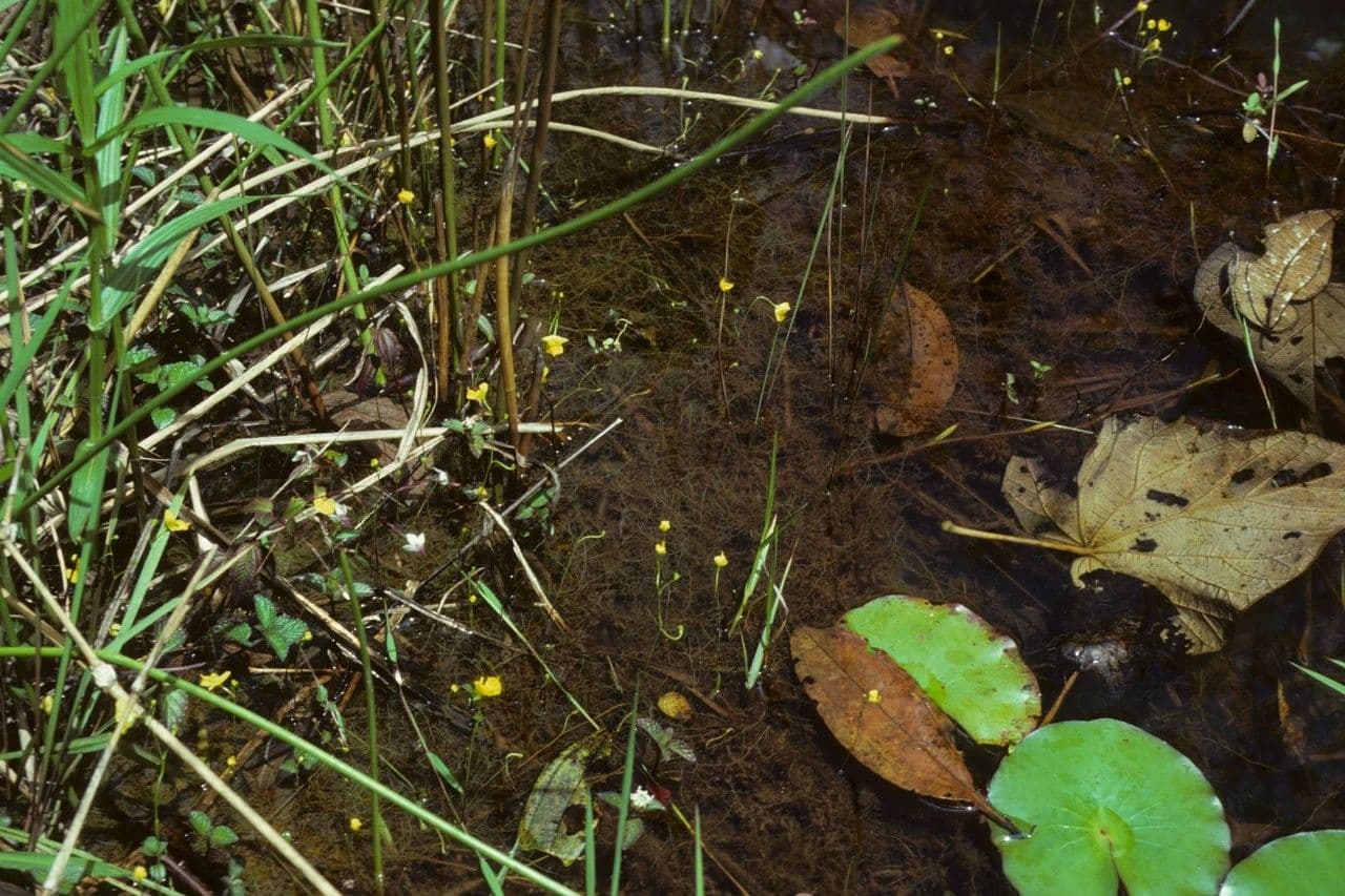 Gibba bladderwort with yellow flowers