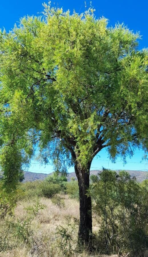Kebrako (Aspidosperma quebracho-blanco) impressive tree with characteristic branching structure