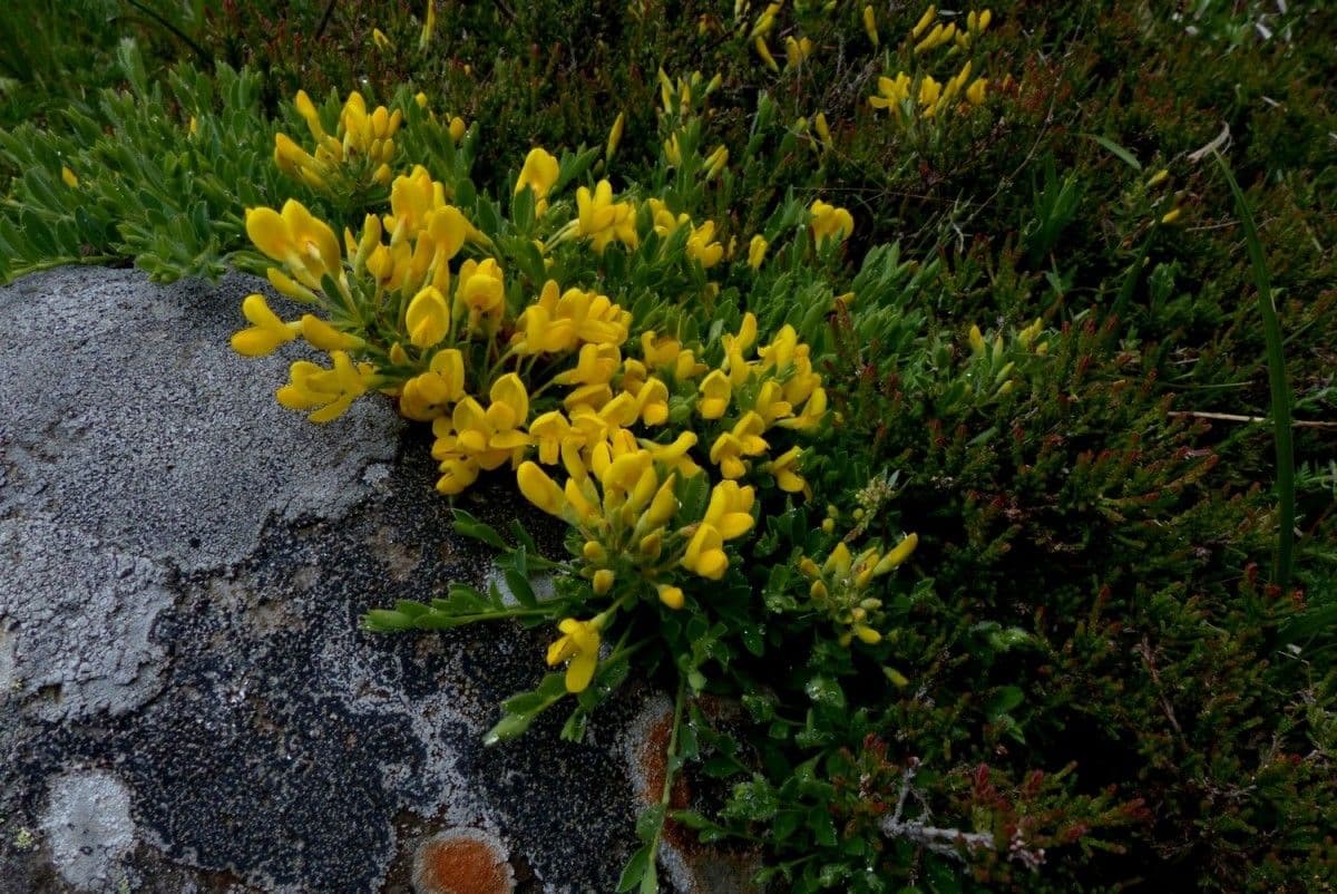 Cytisus decumbens met gele bloemen en lage spreiding