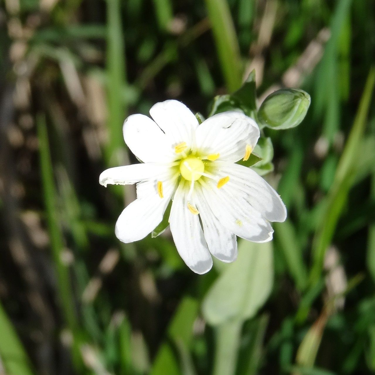 Cerastium cerastoides (mountain chickweed) - delicate white flowers on low-growing hairy plant