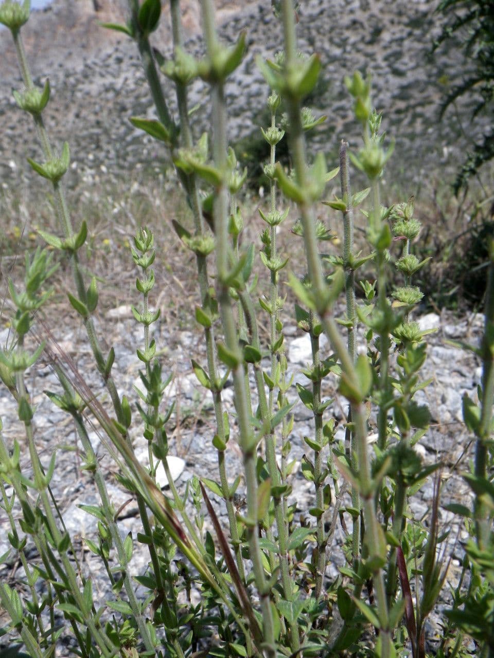 Plant details