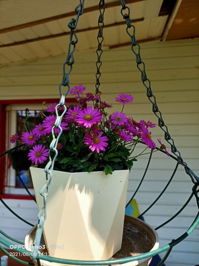 Senecio elegans plant met paarse bloemen en zilvergeel blad