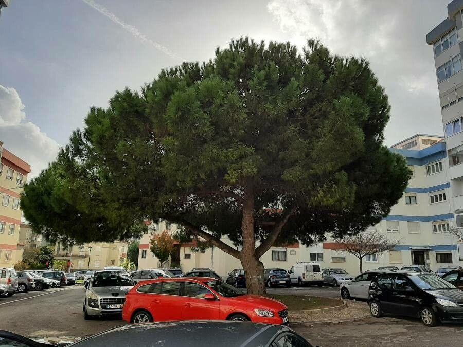 Schirmkiefer (Pinus pinea) in voller Entwicklung mit charakteristischer schirmförmiger Krone