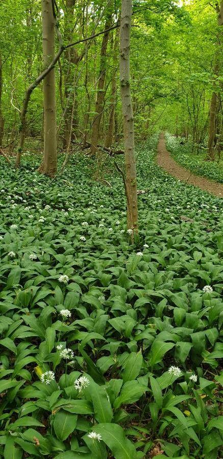 Fresh green bear garlic plants in a lightly shaded woodland setting with dew on the leaves