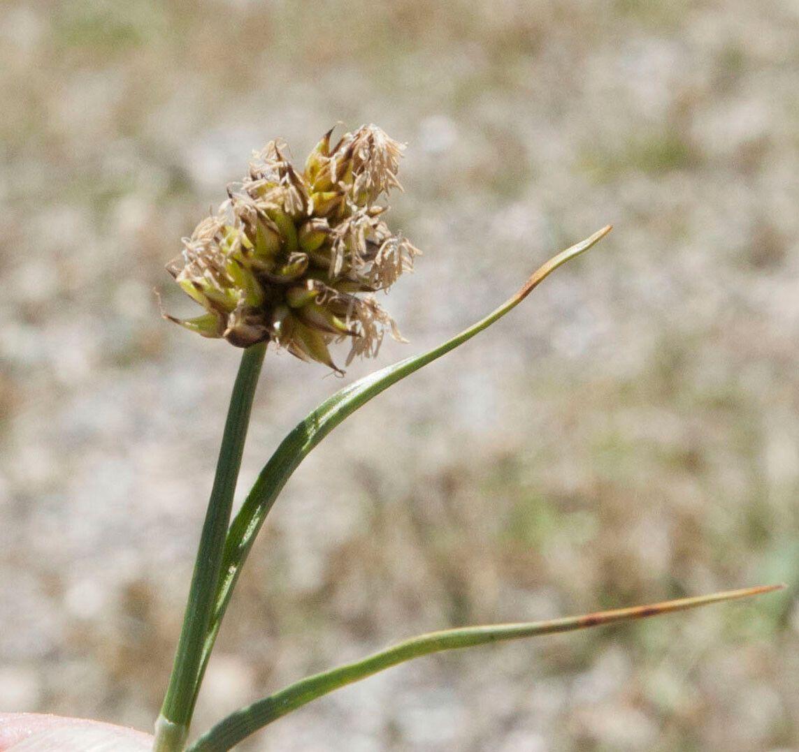 Binsenblättrige Segge in einer nassen Gartenecke mit zartem Grün und schmalen Ähren
