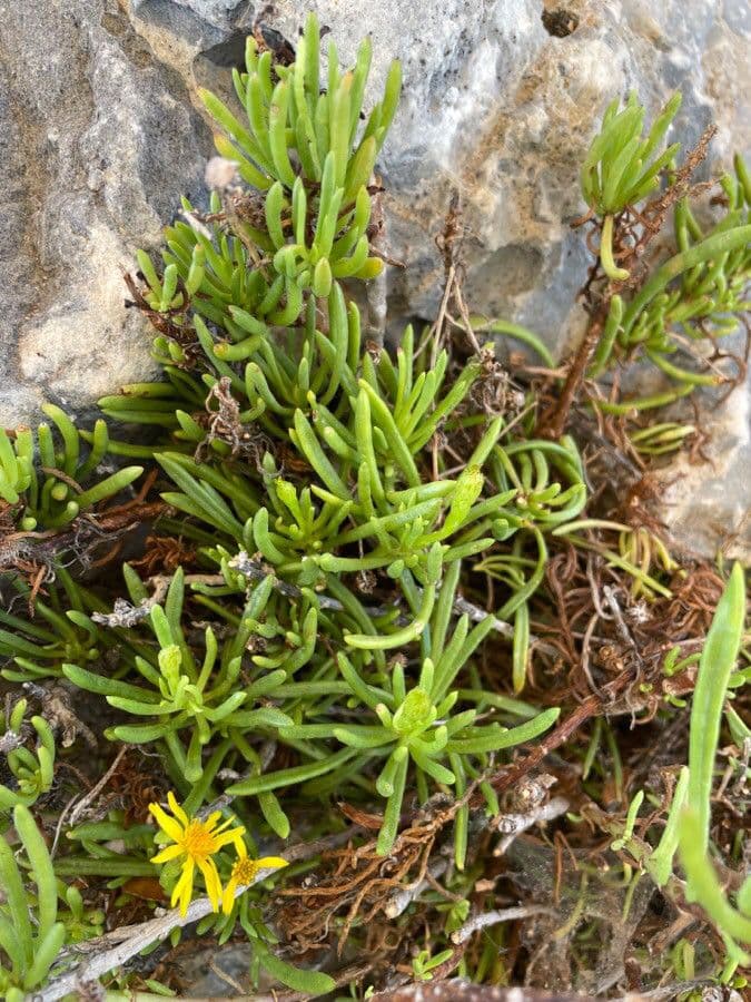 Golden samphire with yellow flower clusters
