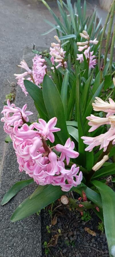 Een rij felblauwe hyacinten in volle bloei in een tuinbed, omgeven door lichtgroen lentefolieage