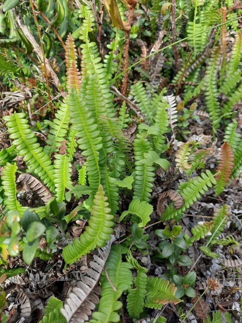 Blechnum penna-marina Antarctic hard fern with elegant fronds