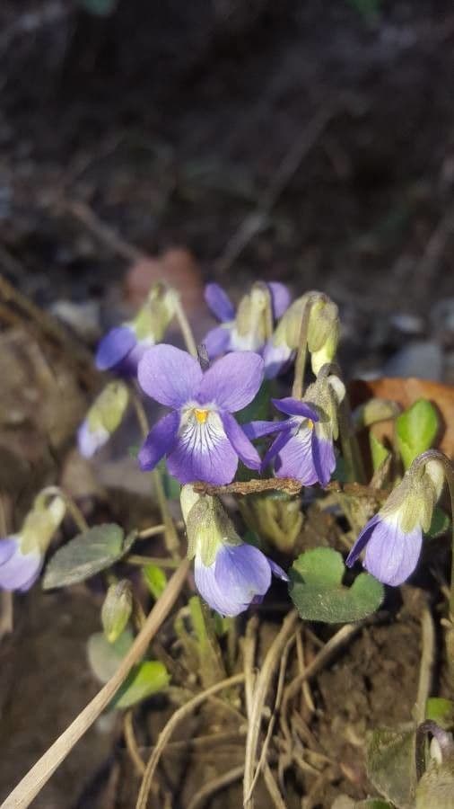 Hügel-Veilchen mit violetten Frühjahrsblüten