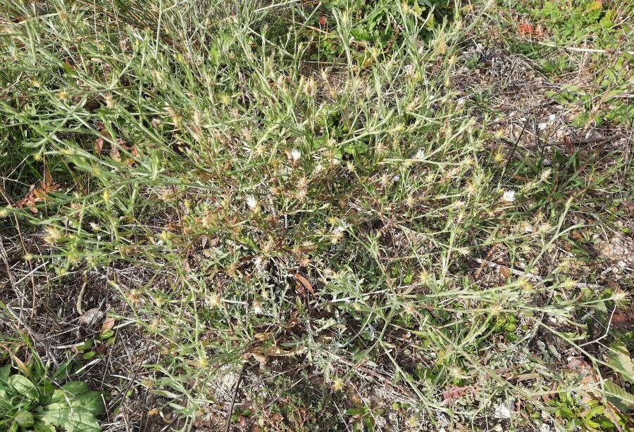 Tumble knapweed in full bloom on a dry summer meadow with bees and butterflies