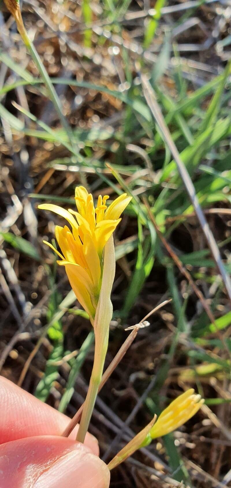 Gelbe Bluten von Narcissus cavanillesii