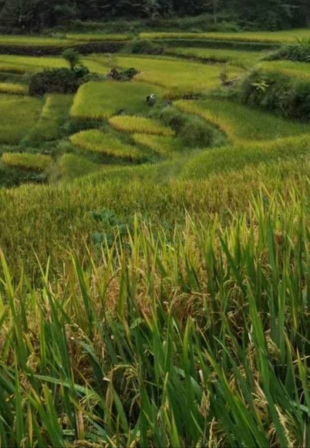 Oryza sativa rice paddies with flowering seed heads