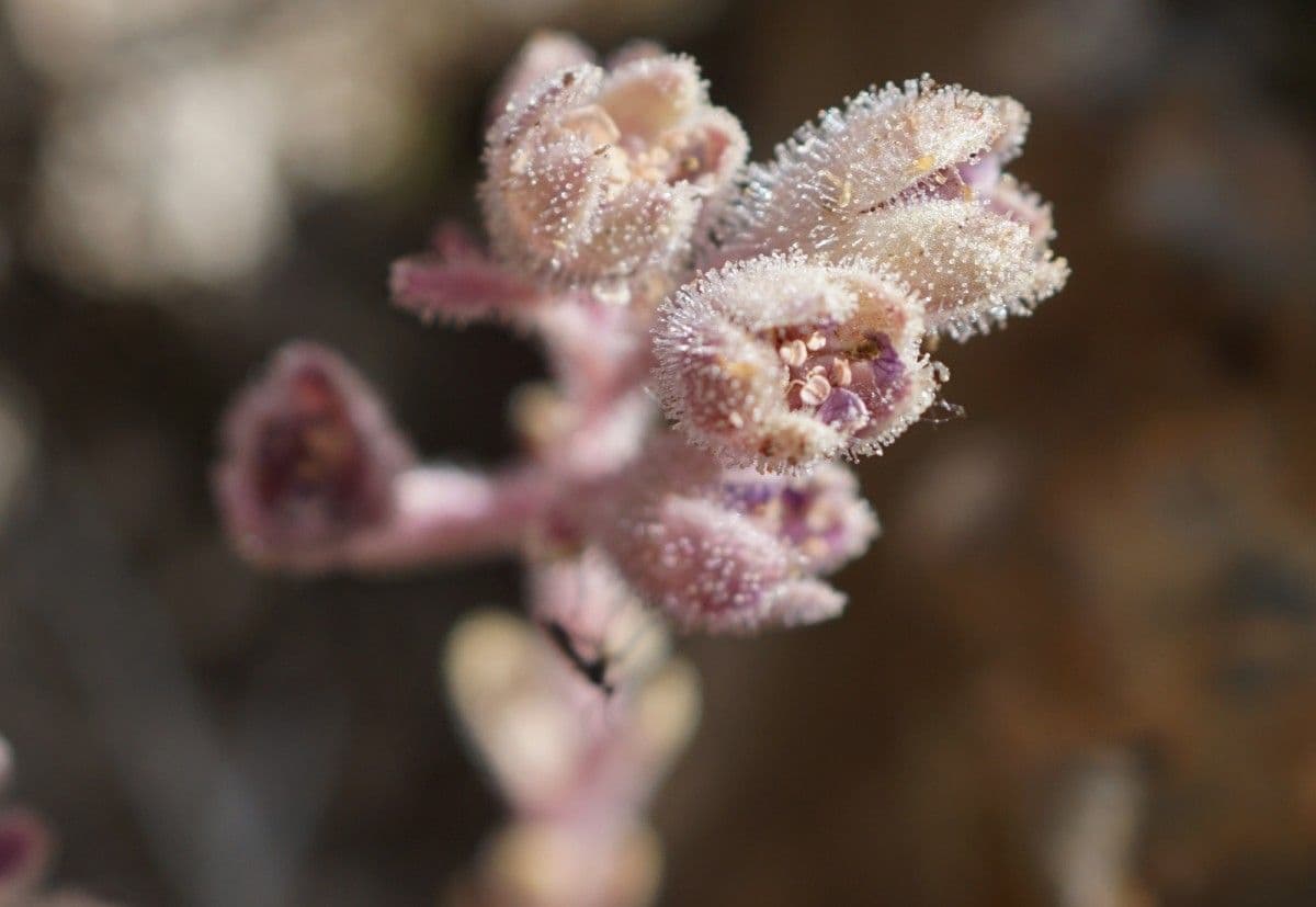 Saxifraga media with purple flowers growing on rocky ground in the Pyrenees