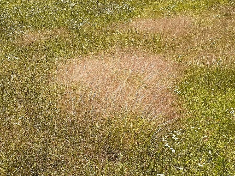Eragrostis spectabilis - praechtige Liebesrispe mit violetten Rispen im Herbst