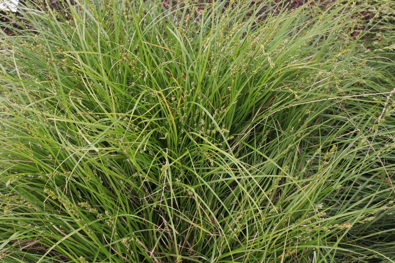 Laîche printanière en pleine croissance sous une lumière tamisée au printemps