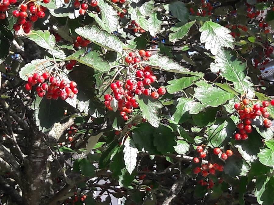 Schwedische Mehlbeere mit orange-roten Beeren und goldener Herbstblätte
