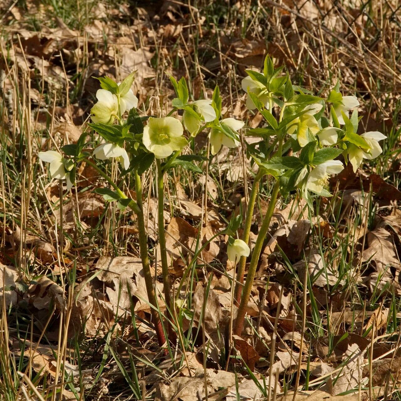Fleurs de Helleborus odorus en floraison