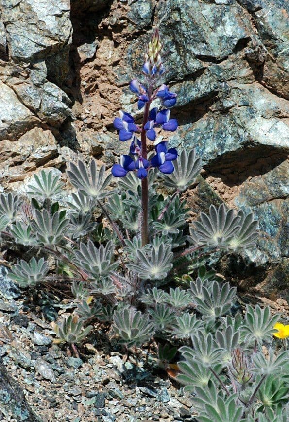 Lupin a poils rudes en pleine floraison