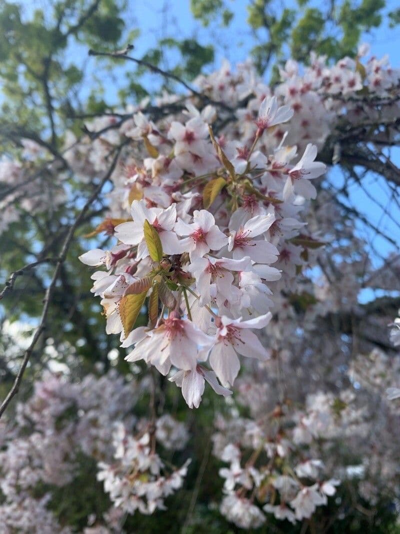 Pink blossoms of Yoshino cherry in full bloom