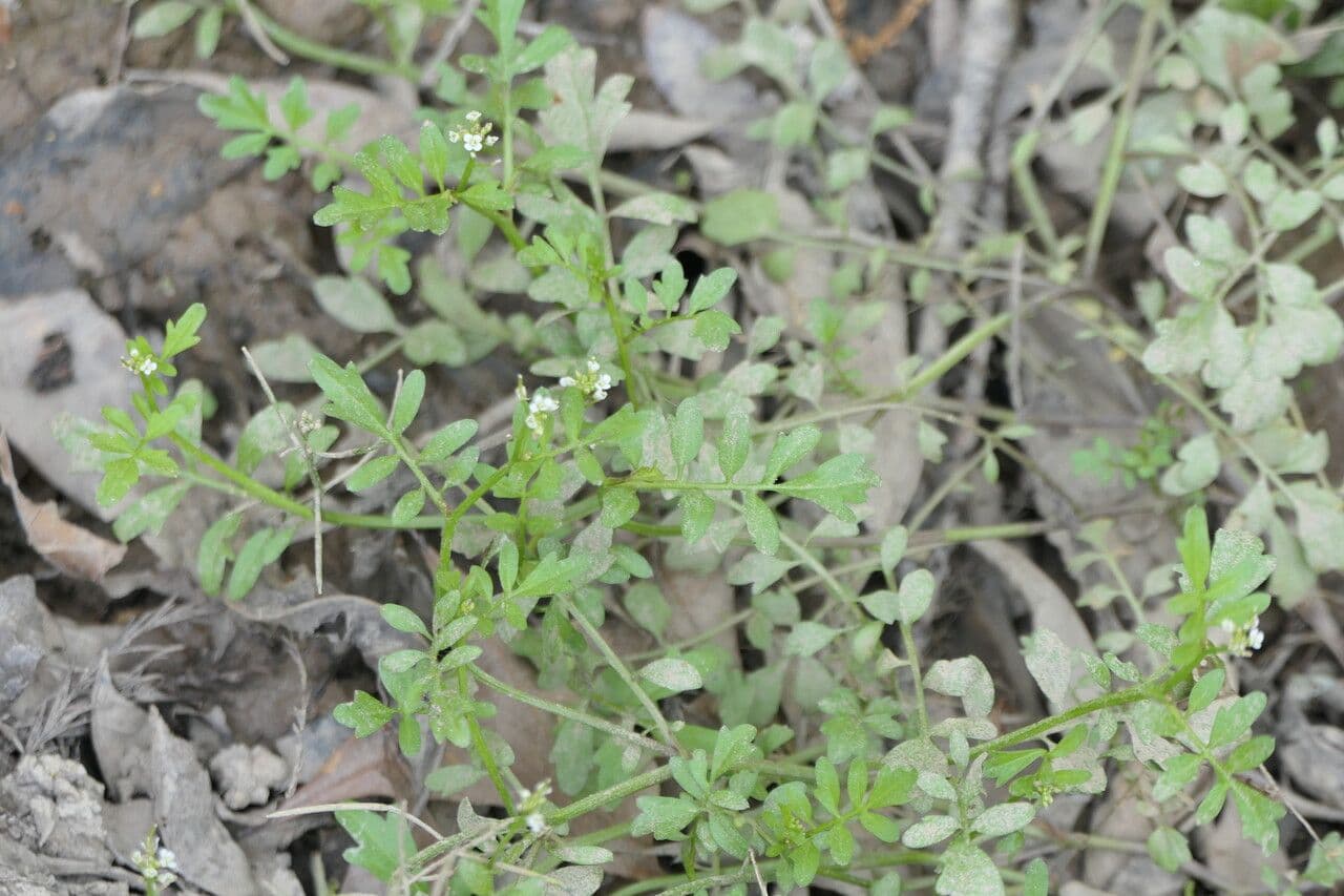 Cardamine pensylvanica mit fein gefiederten Blättern und kleinen weißen Blüten