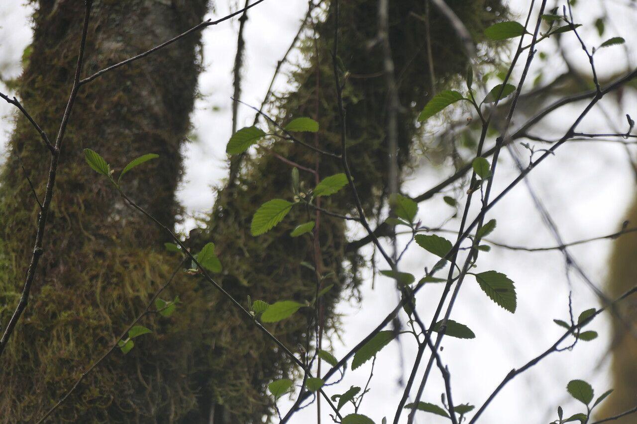Rot-Erle (Alnus rubra) am Ufer eines Baches in einem naturnahen Garten