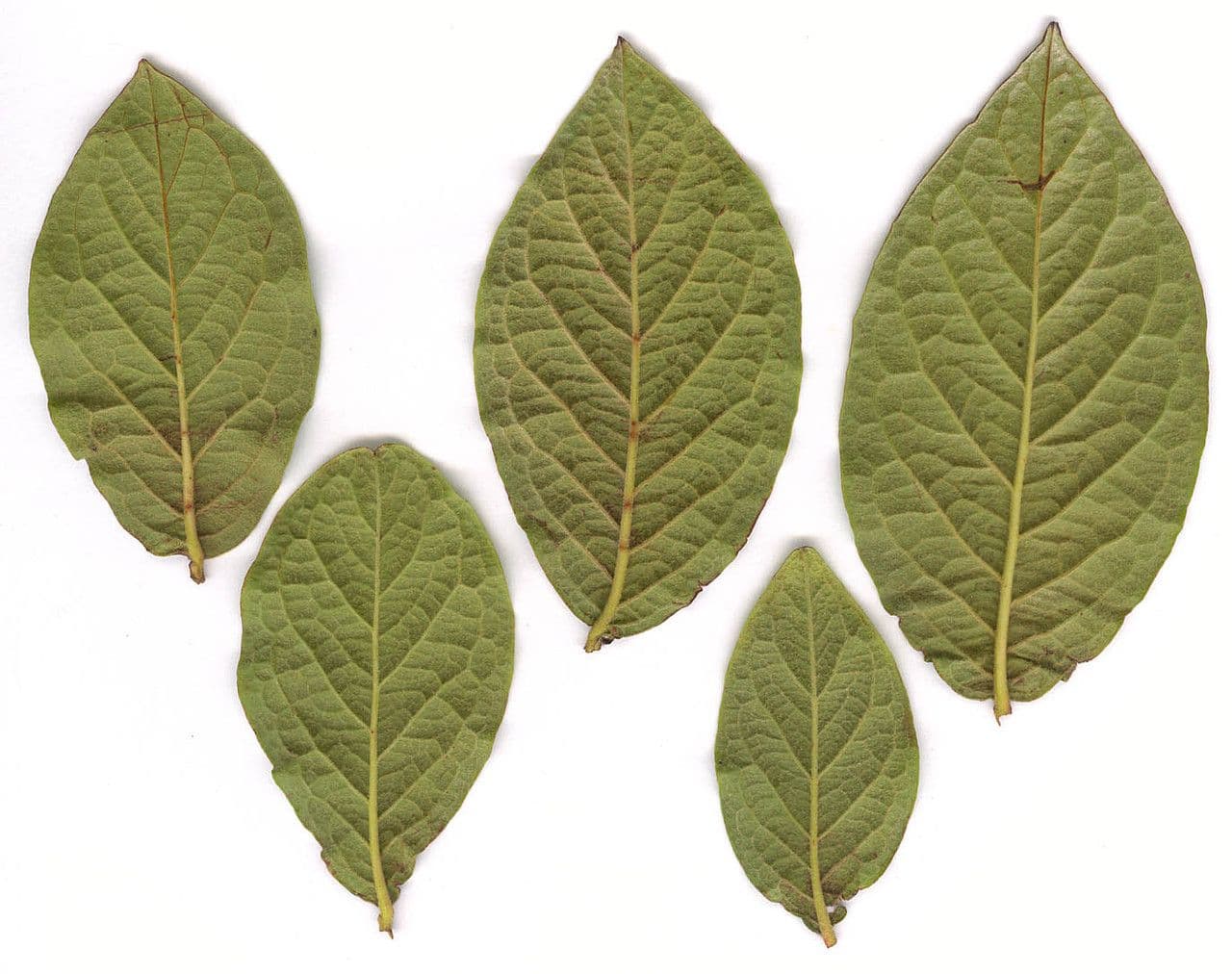 Bullate cotoneaster with wrinkled leaves and red berries