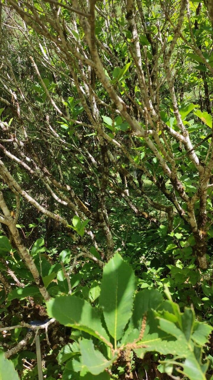 Armenian oak with large green leaves and upright form