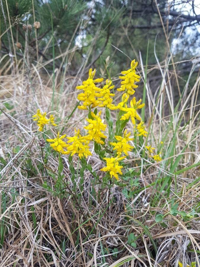 Deutscher Ginster in voller Blüte auf einer trockenen, sonnigen Böschung