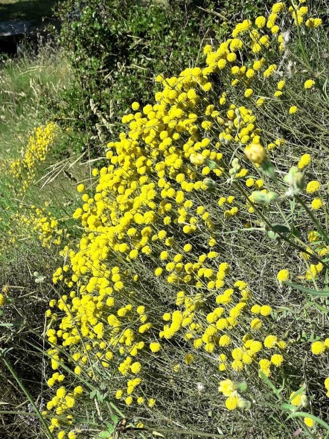 Lavender cotton shows characteristic gray foliage and round yellow flower heads