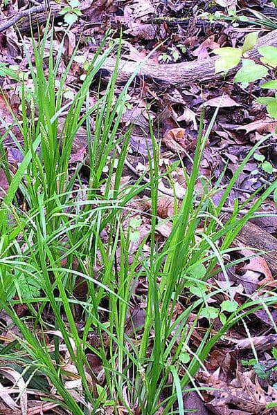 Carex gracillima graceful sedge plant in shade