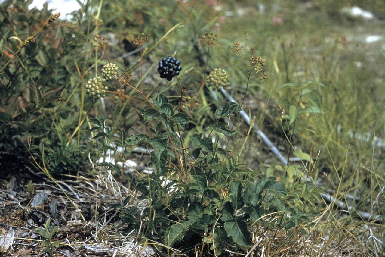 Weisse Blütenbüschel von Aralia hispida mit charakteristischen stacheligen Stielen