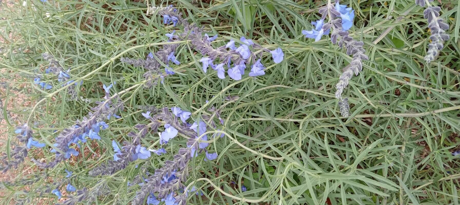 Salvia azurea met speren van azuurblauwe bloemen