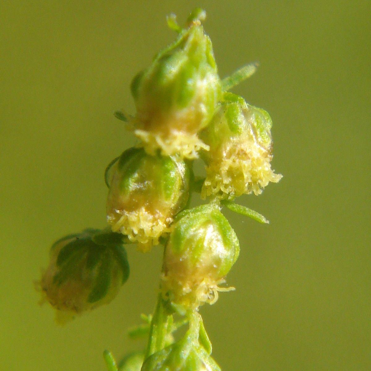 Annual wormwood (Artemisia annua) growing in a dry, sunny border with fine silver foliage