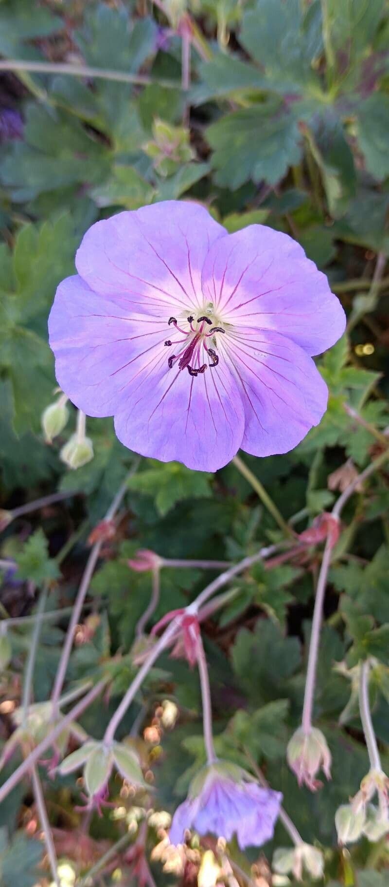 Oregon geranium with purple flowers and dissected leaves
