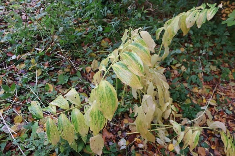 Solomon's Seal displaying pendant white flowers along arching stems in woodland setting
