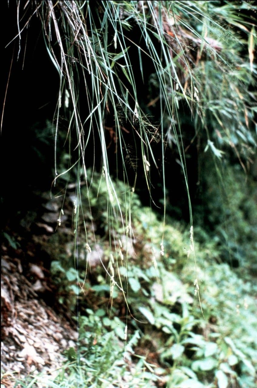 Carex virescens