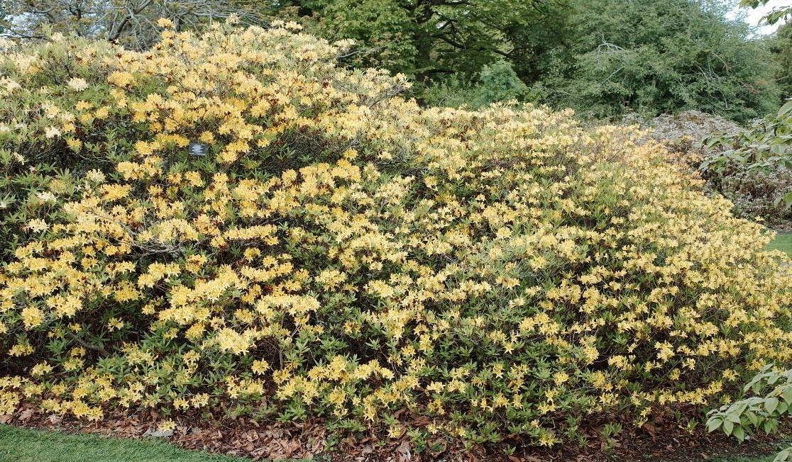 Yellow azalea in full bloom under dappled shade, with moss-covered ground