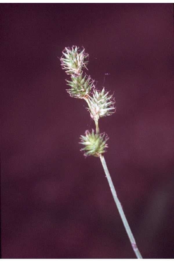 Plante de Carex fausse-fétuque dans un environnement naturel