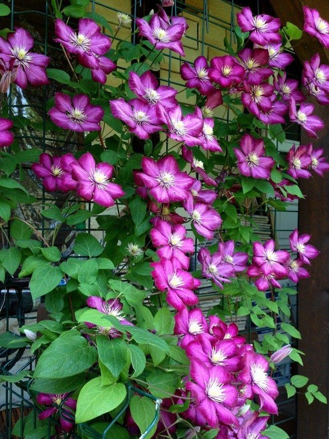 Italiaanse clematis in volle bloei tegen een houten pergola