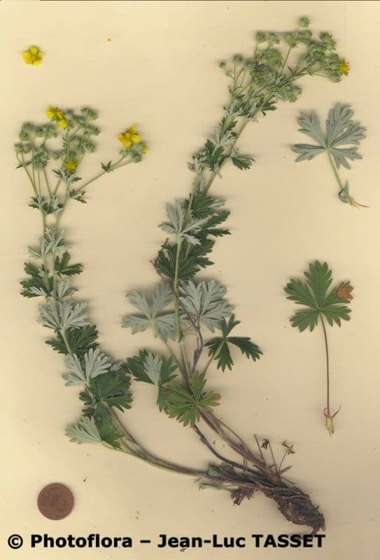 Grijze zilvervingerkruid (Potentilla neglecta) met gele bloemen