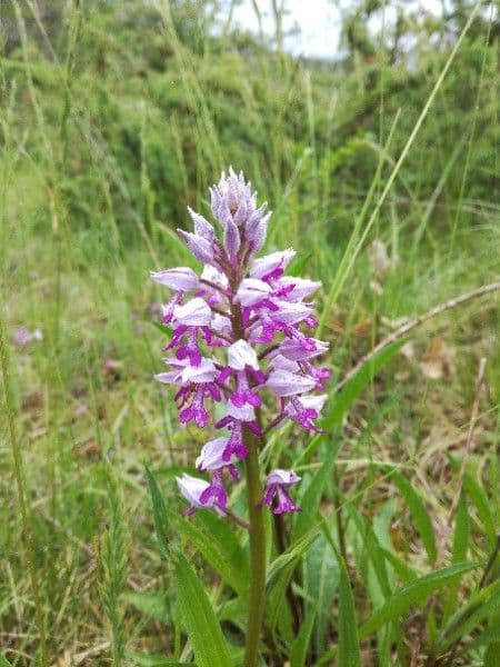 Orchis flower