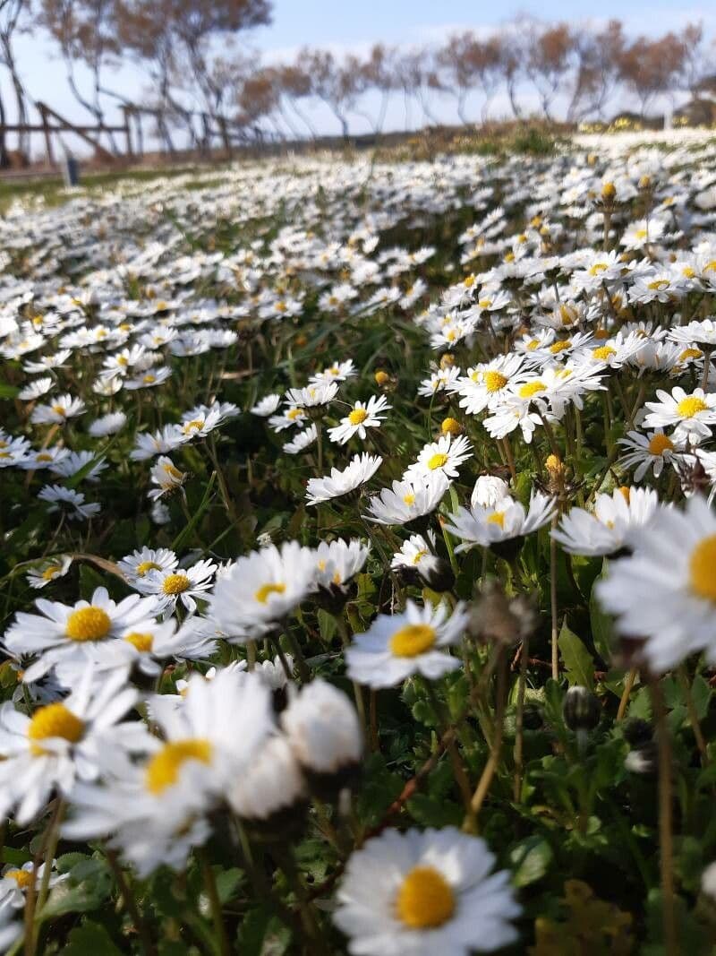 Paquettes blanches et jaunes annuelles en pleine floraison
