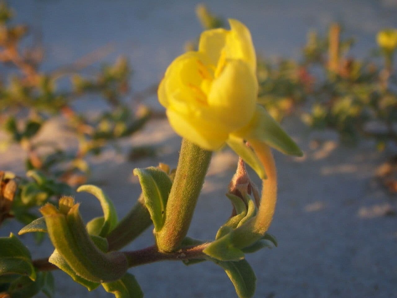 Gele bloemen van Oenothera humifusa kustteunisbloem op een zanderige oever