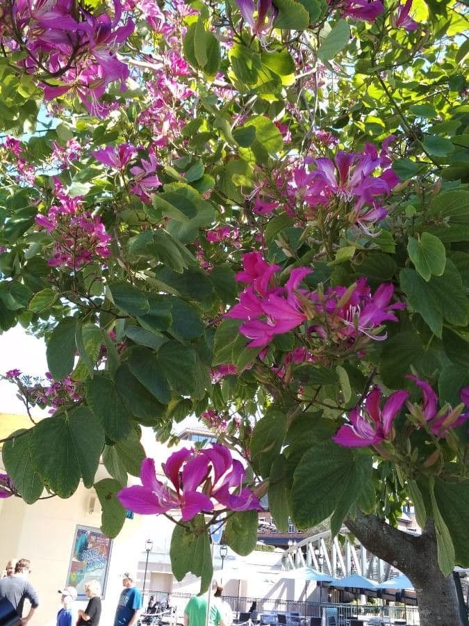 Pink and purple orchid-like flowers of the mountain ebony tree