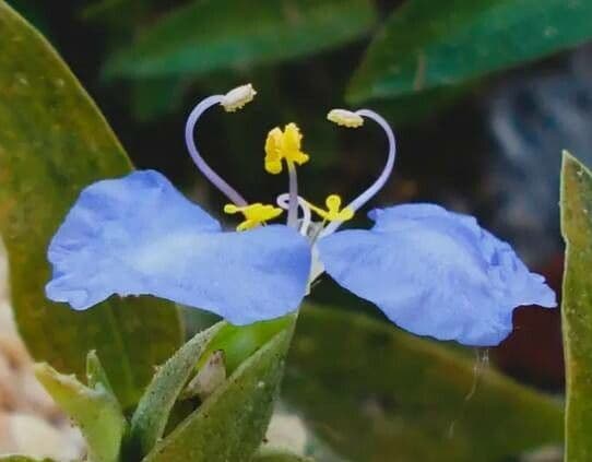 Leuchtend blaue Bluten der Virginia-Tagblume (Commelina virginica) an einem Teichrand